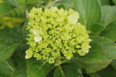 Güzel çiçek. Yakın görüş.