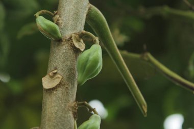 Ağaçtaki çiğ Vasconcella Cundinamarcencis