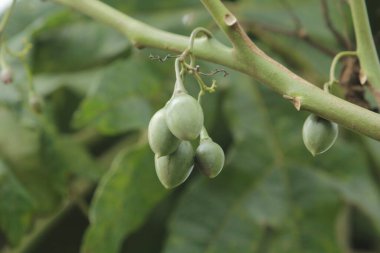 Bahçede çiğ Solanum betaceum