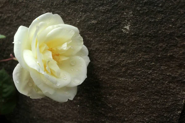 Fehér Rózsa Kertben — Stock Fotó