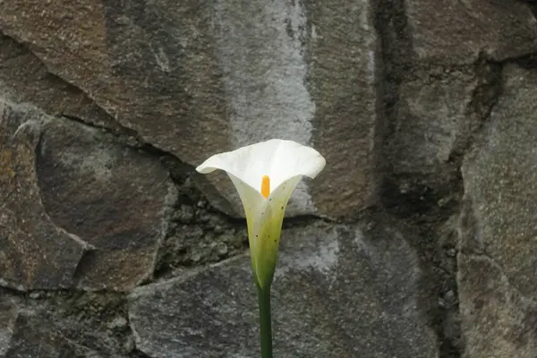 Λευκό Κρίνο Λουλούδι Στο Βράχο — Φωτογραφία Αρχείου