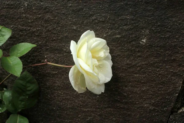 ดอกก หลาบขาวในสวน รูปภาพสต็อก