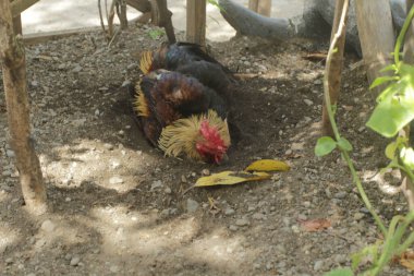 Tavuk ve tavuklar bahçede