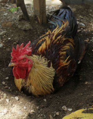 Tayland 'da bir çiftlikte horoz