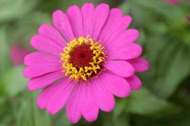 Bahçede Kozmos Çiçeği