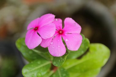 Catharanthus gülleri bahçede