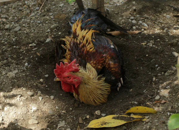 Egy Csirke Kertben — Stock Fotó