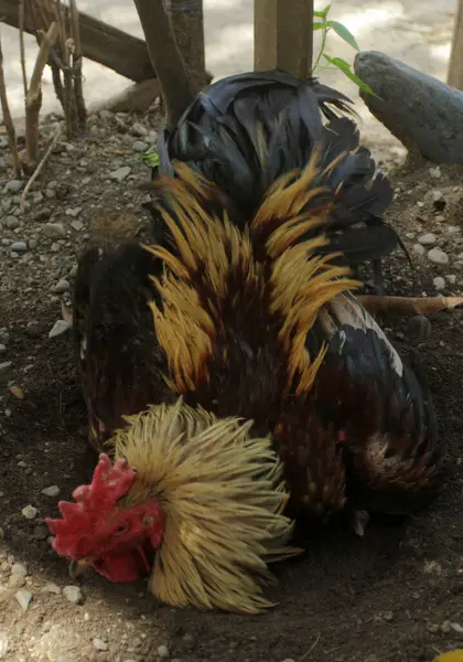 Ayam Jantan Ayam Jantan Dengan Ayam Jantan Taman Bali Indonesia — Stok Foto