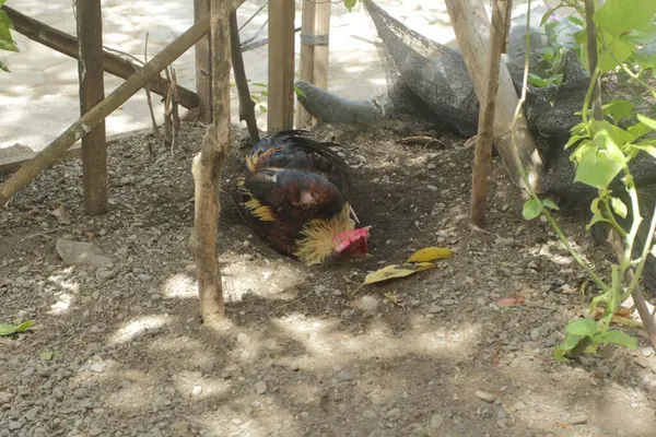 Ayam Jantan Muda Taman — Stok Foto