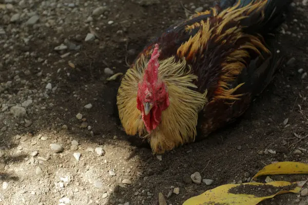 Ayam Taman — Stok Foto