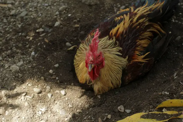 Ayam Jantan Dan Ayam Halaman — Stok Foto
