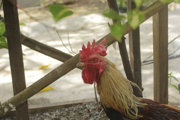 Ayam Jantan Halaman — Stok Foto