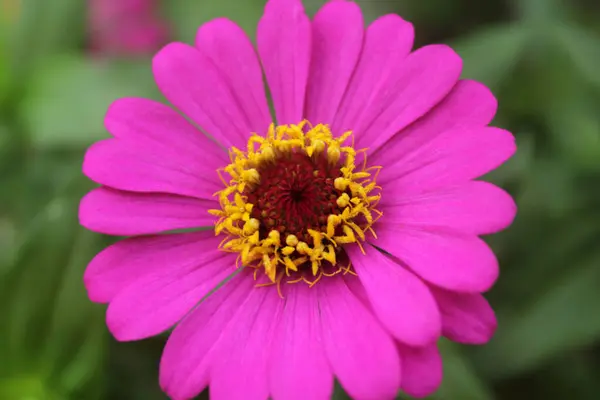 Kosmos Blume Garten — Stockfoto