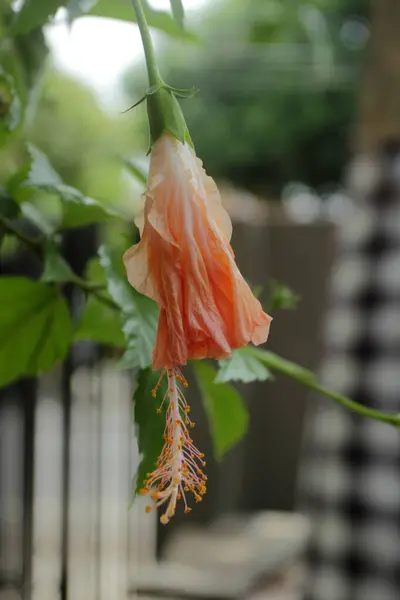 Yellow Hibiscus Rosa Sinensis Garden — Stock Photo, Image
