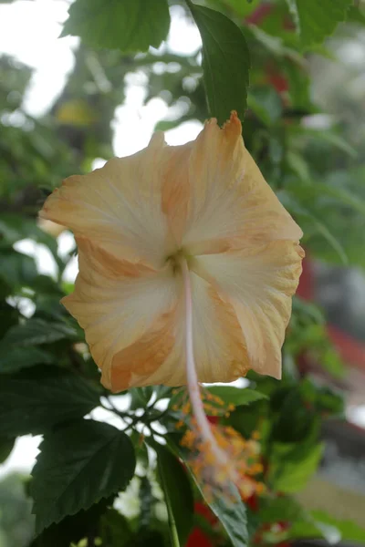 Hibiscus Rosa Sinensis Jaune Sur Jardin — Photo