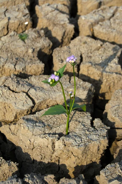 alanındaki kırık dünya