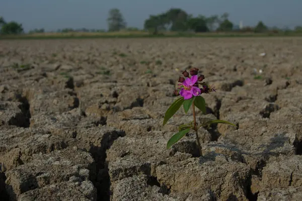 Topraktaki pembe çiçek.