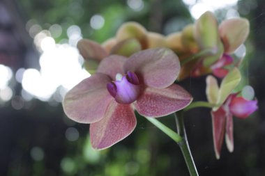 Orkide bahçede yetişir.