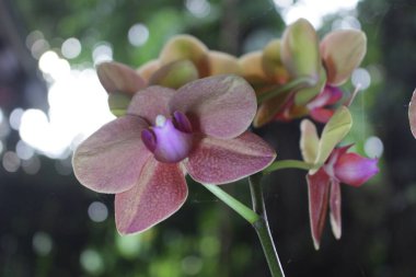 Orkide bahçede yetişir.