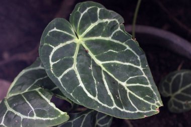 kapalı - bitki yaprakları