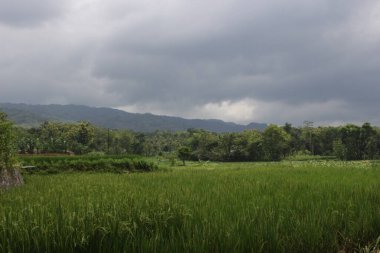 Ormanda yeşil pirinç tarlası