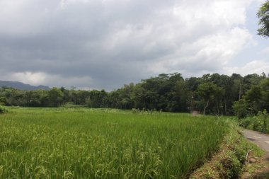 Çayırın altında güzel pirinç tarlaları