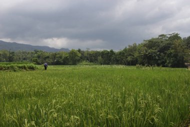 Tayland 'daki pirinç tarlası