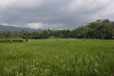 pirinç tarlası, yeşil çimen, bitki ve doğa