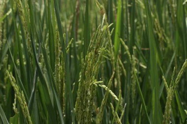 Yeşil pirinç tarlası, tarım