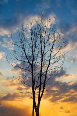 Parkta güzel bir gün batımı