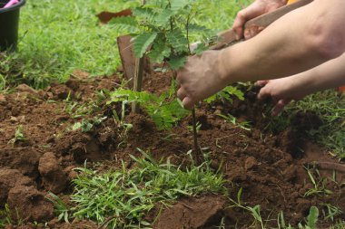 Eller bahçeye genç ağaç dikiyor.