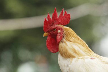 Çiftlikteki tavuk kafalı.