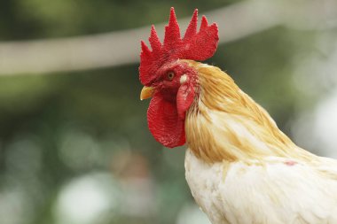 Bahçedeki tavuğu yakın.