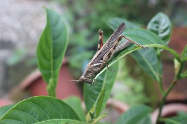 Çekirge üzerindeki yaprak, yakın çekim