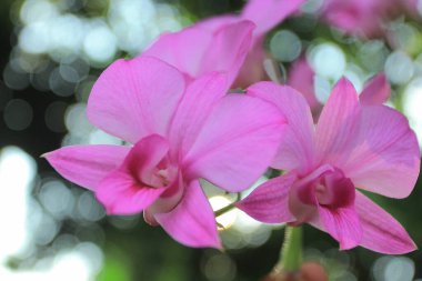 Doğadaki orkide çiçekleri