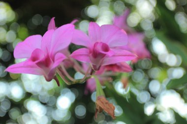 beautiful pink flower growing in the garden