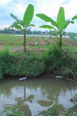 yeşil bitkiler tarlada