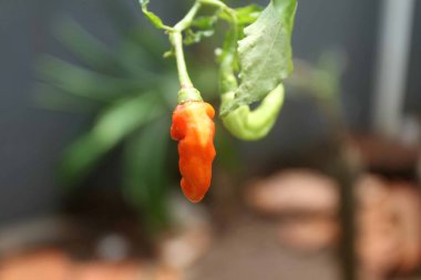 kırmızı biberler ağaçta