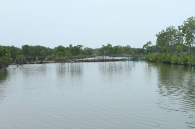 Ormanda yeşil ağaçların olduğu güzel göl manzarası.