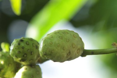 Yeşil bir bitkinin yakınında, meyve temposu