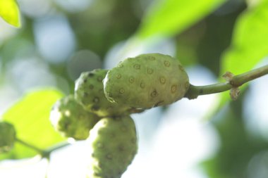 Yeşil bir bitkinin yakınında, meyve temposu