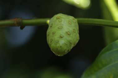 Yeşil bir bitkinin yakınında, meyve temposu