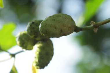 Yeşil bir bitkinin yakınında, meyve temposu