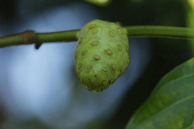 Yeşil bir bitkinin yakınında, meyve temposu
