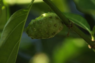 Yeşil bir bitkinin yakınında, meyve temposu