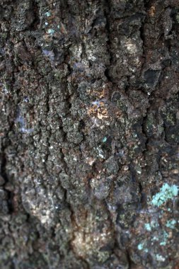 Yosun ve liken kabuğunun dokusu. yakın çekim - fotoğraf.