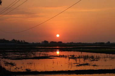 Pirinç tarlasında gün batımı