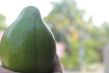 Bahçedeki yeşil avokado manzarasını kapat.