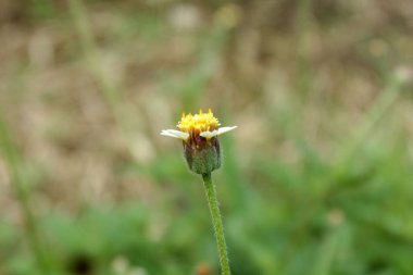 yeşil çim arka plan üzerinde sarı çiçek