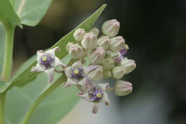 Bahçedeki güzel çiçekler